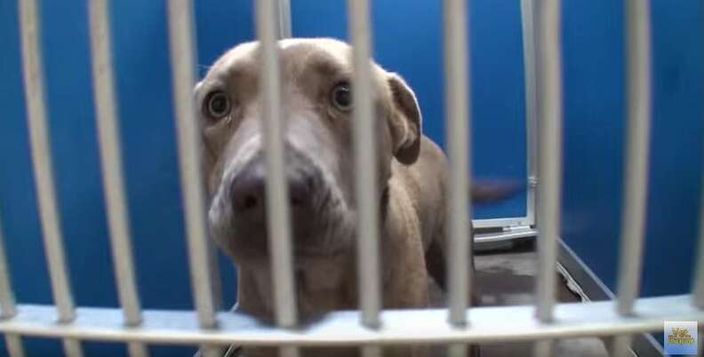 Shelter Tries To Adopt Out All Its Animals In One Day - The Dodo