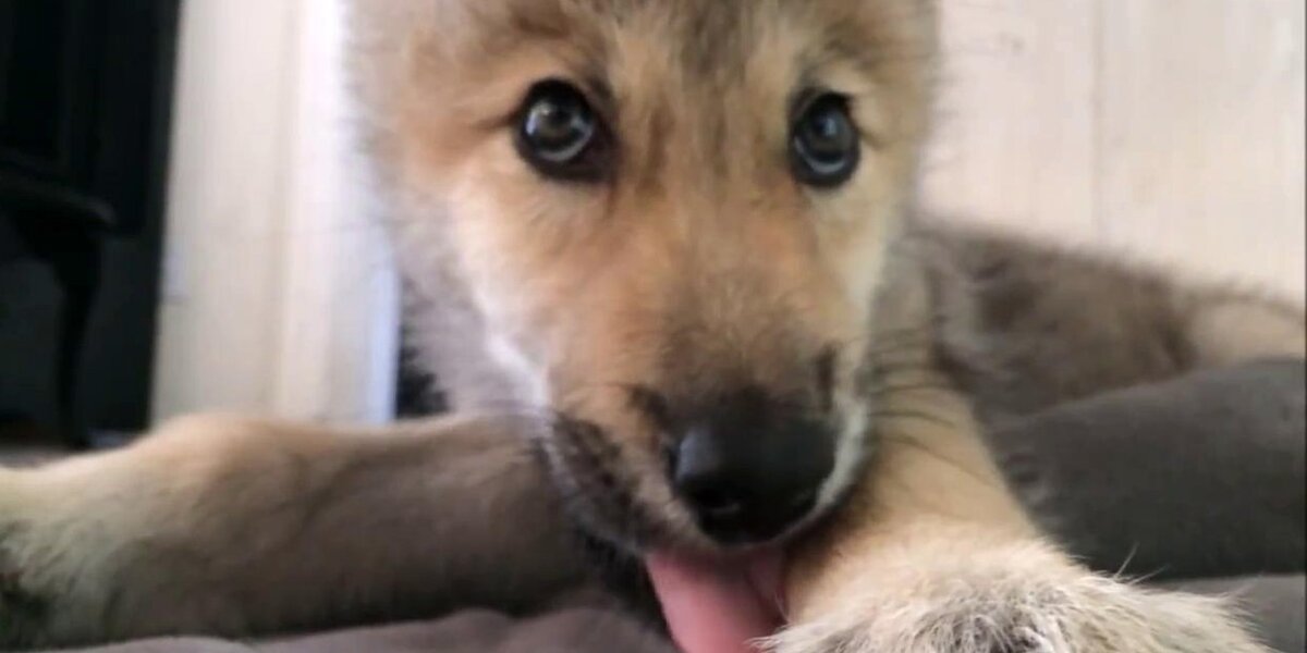 Sleepy Wolf Cub Bravely Battles Hiccups - The Dodo