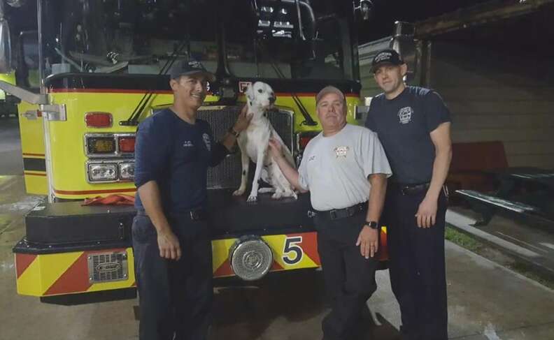 Lost Dalmatian Turns Up At Fire Station Looking For Work - The Dodo