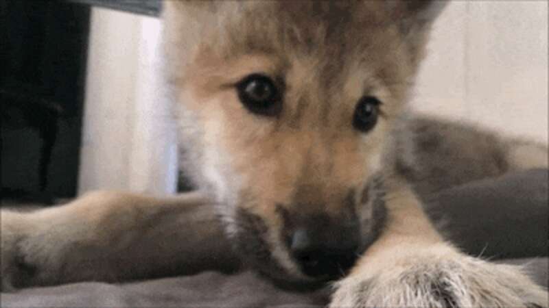 Sleepy Wolf Cub Bravely Battles Hiccups - The Dodo