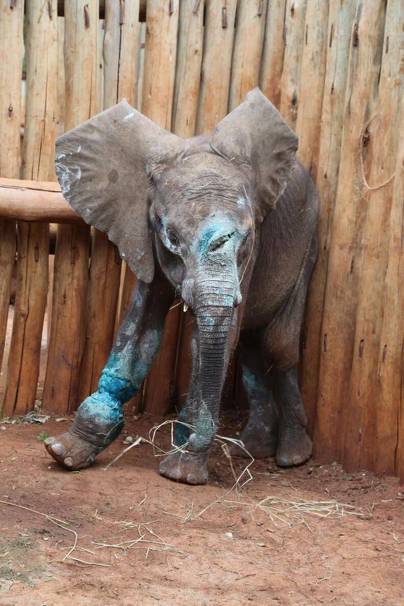 Orphaned Baby Elephant Had Odds Against Him. Now There's Hope. - The Dodo
