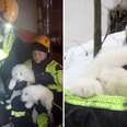 Trapped Puppies Found Alive Days After Deadly Avalanche