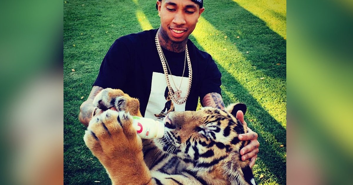 Tyga Slammed For Owning — And Ditching — Baby Tiger - The Dodo