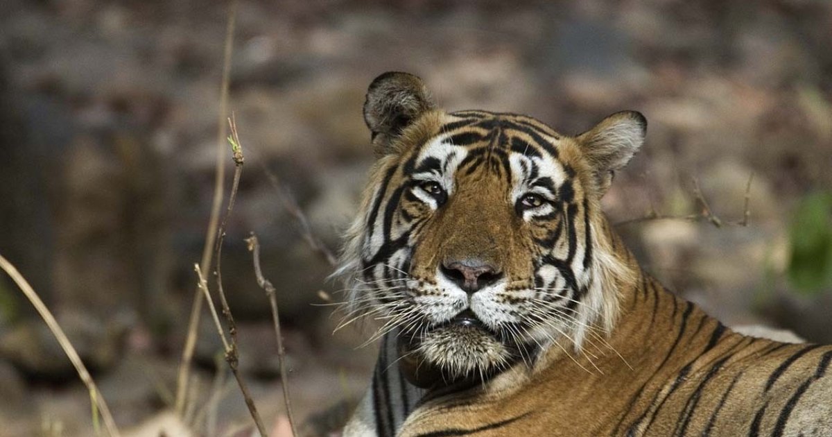 Genetic Diversity, Breeding Critical To Tigers’ Future - The Dodo