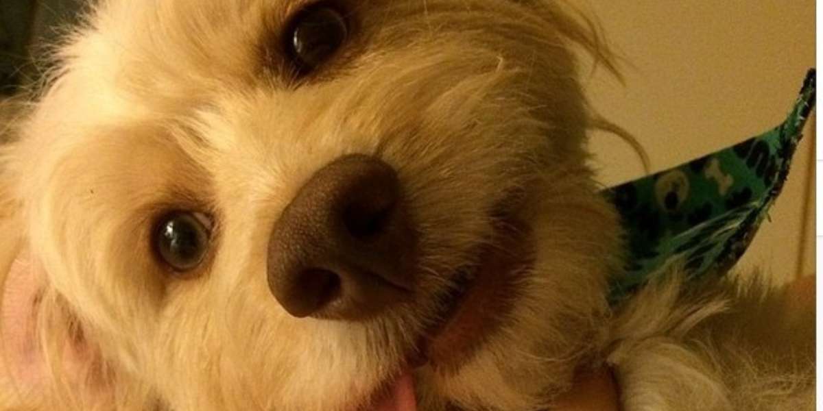 In Defense Of “Lamby,” Lena Dunham’s Rescue Dog The Dodo(02)