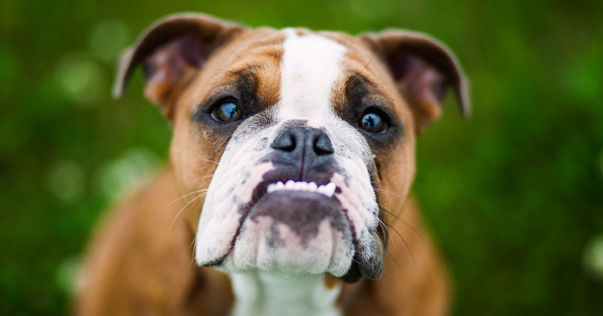 32 Lovable Underbites To Make You Smile The Dodo