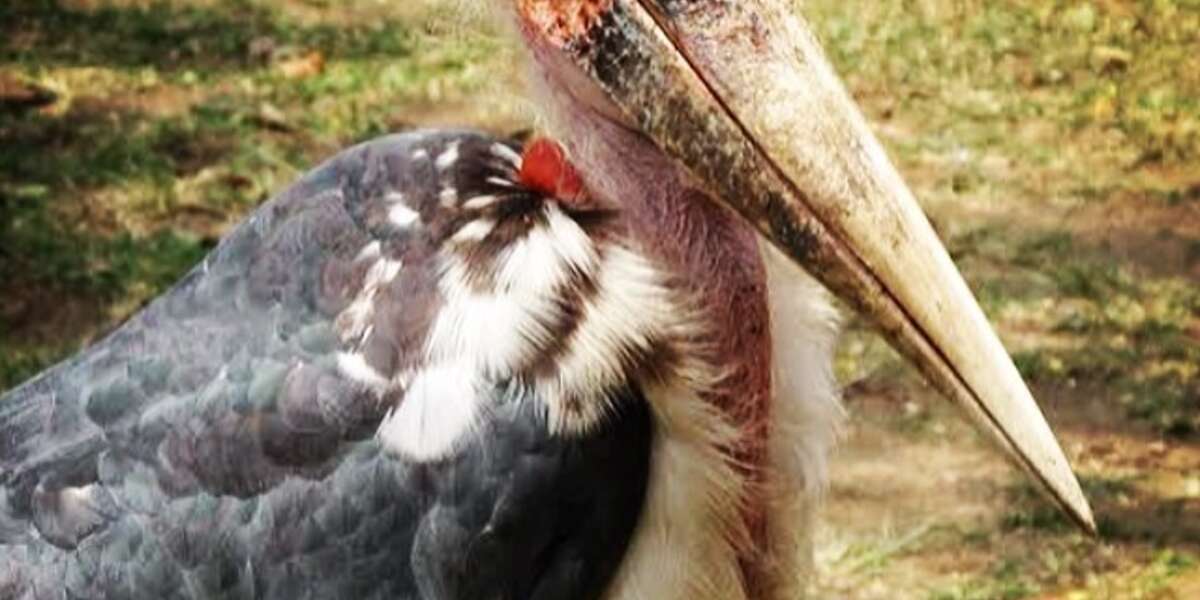 wingspan dodo