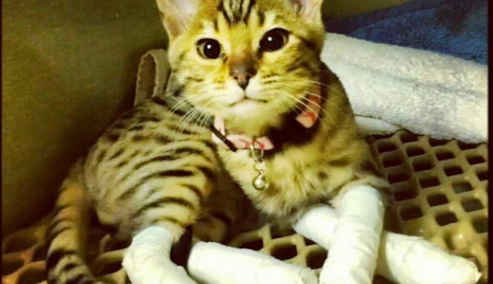 Declawing Is Just A Terrible Thing To Do To Your Cat The Dodo