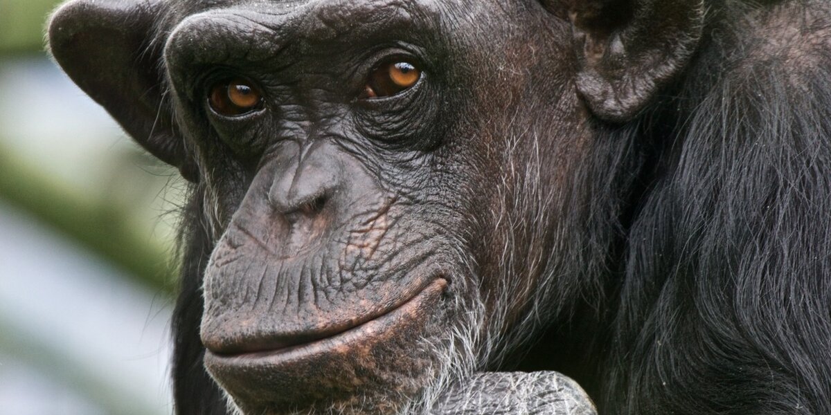 Chimpanzees Could Be Treated As 'legal Persons' For First Time [updated 