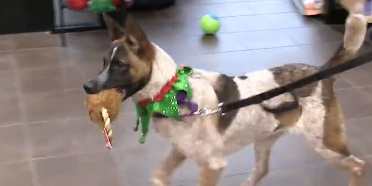 Shelter Animals Get Their Own Presents For The Holidays The Dodo