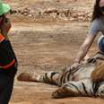 Cruel ‘Tiger Temple’ Is Finally Losing All Of Its Tigers