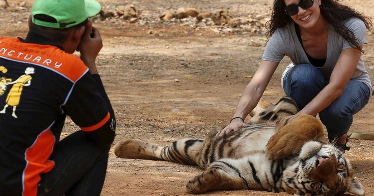 What really happened at Thailand's Tiger Temple?, Features