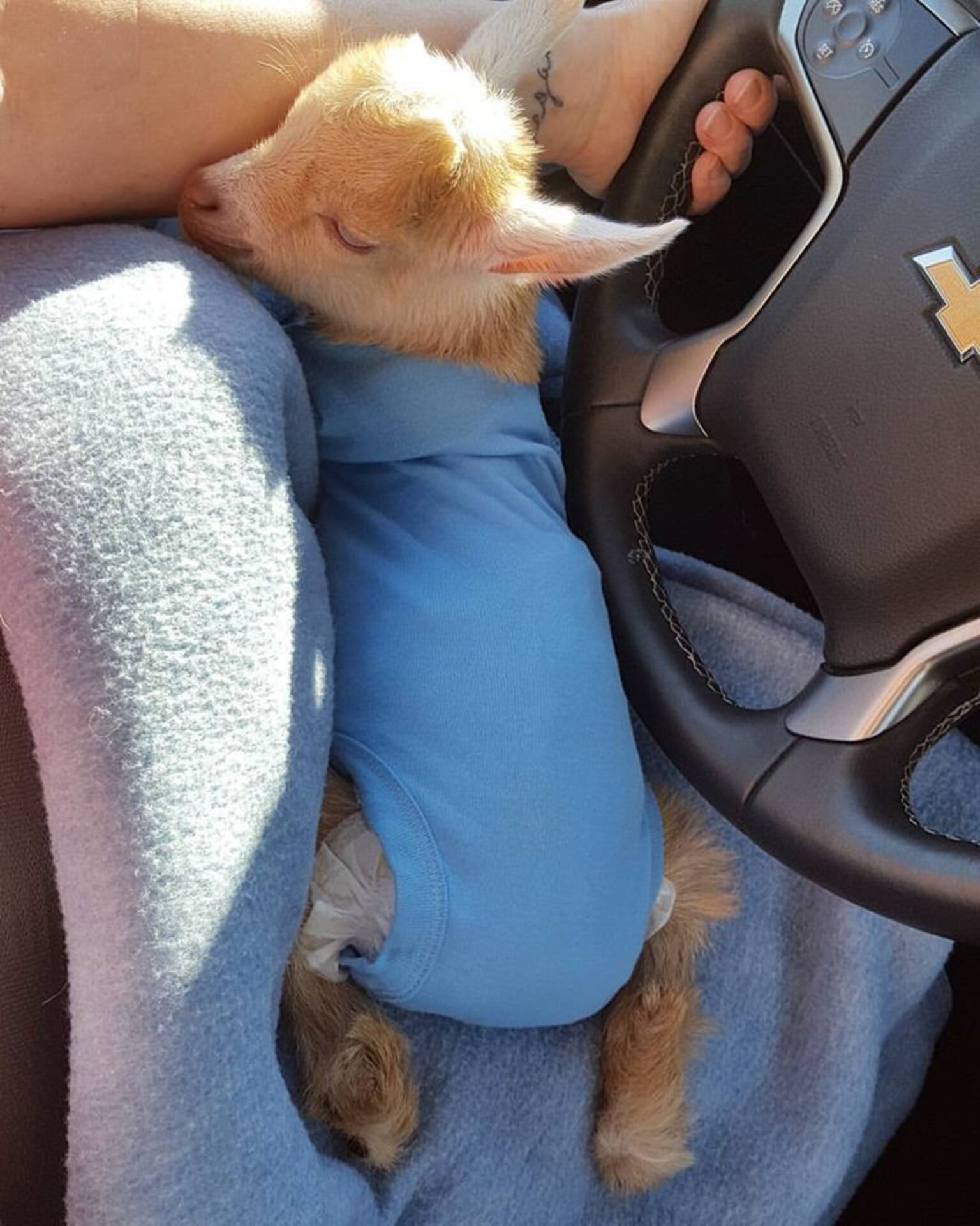 Goat Born Without Back Legs Finds The Perfect Mom To Raise Him The Dodo