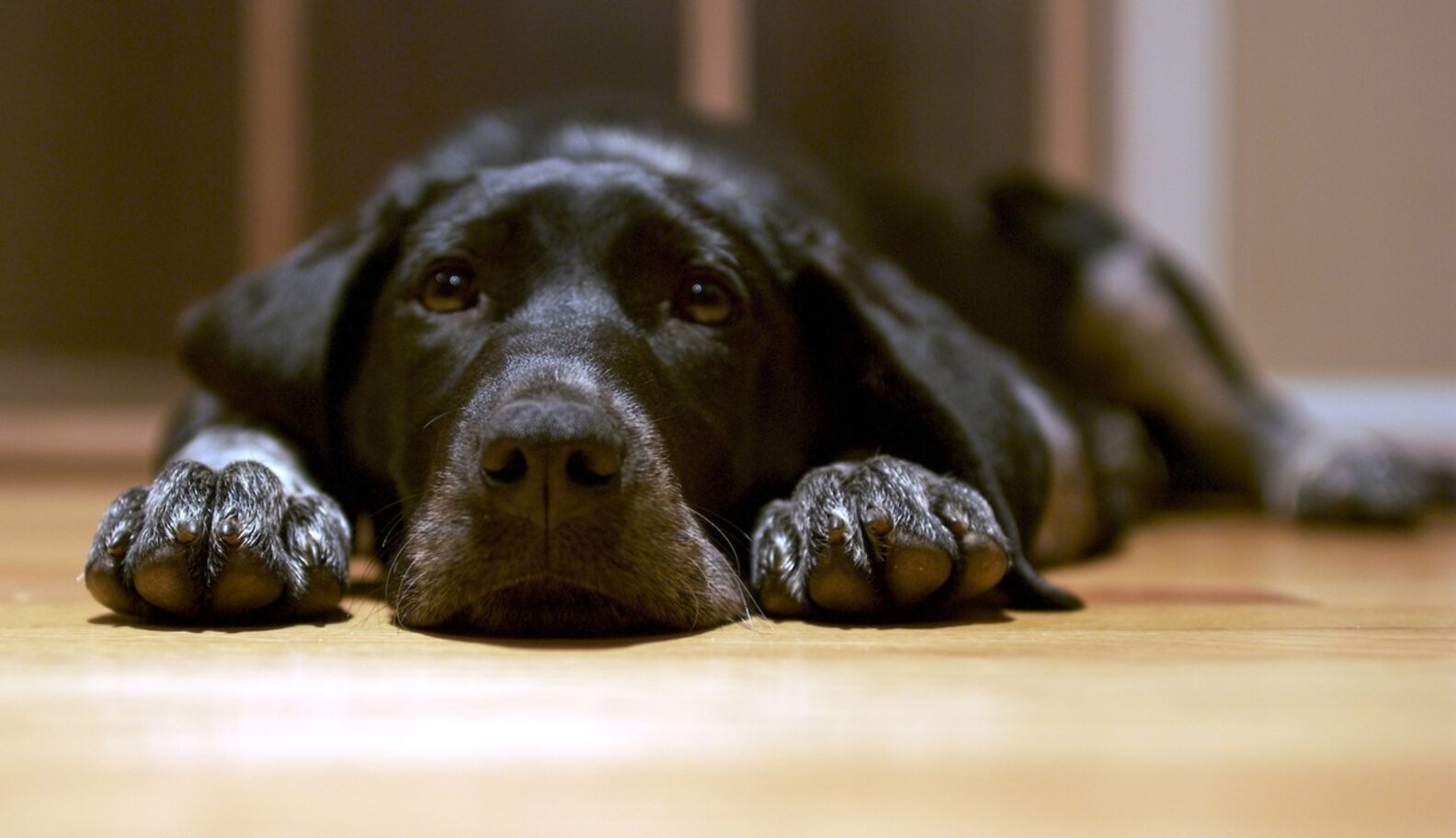 Dog Belonging To Nurse Infected With Ebola In Dallas Will Be Kept Safe