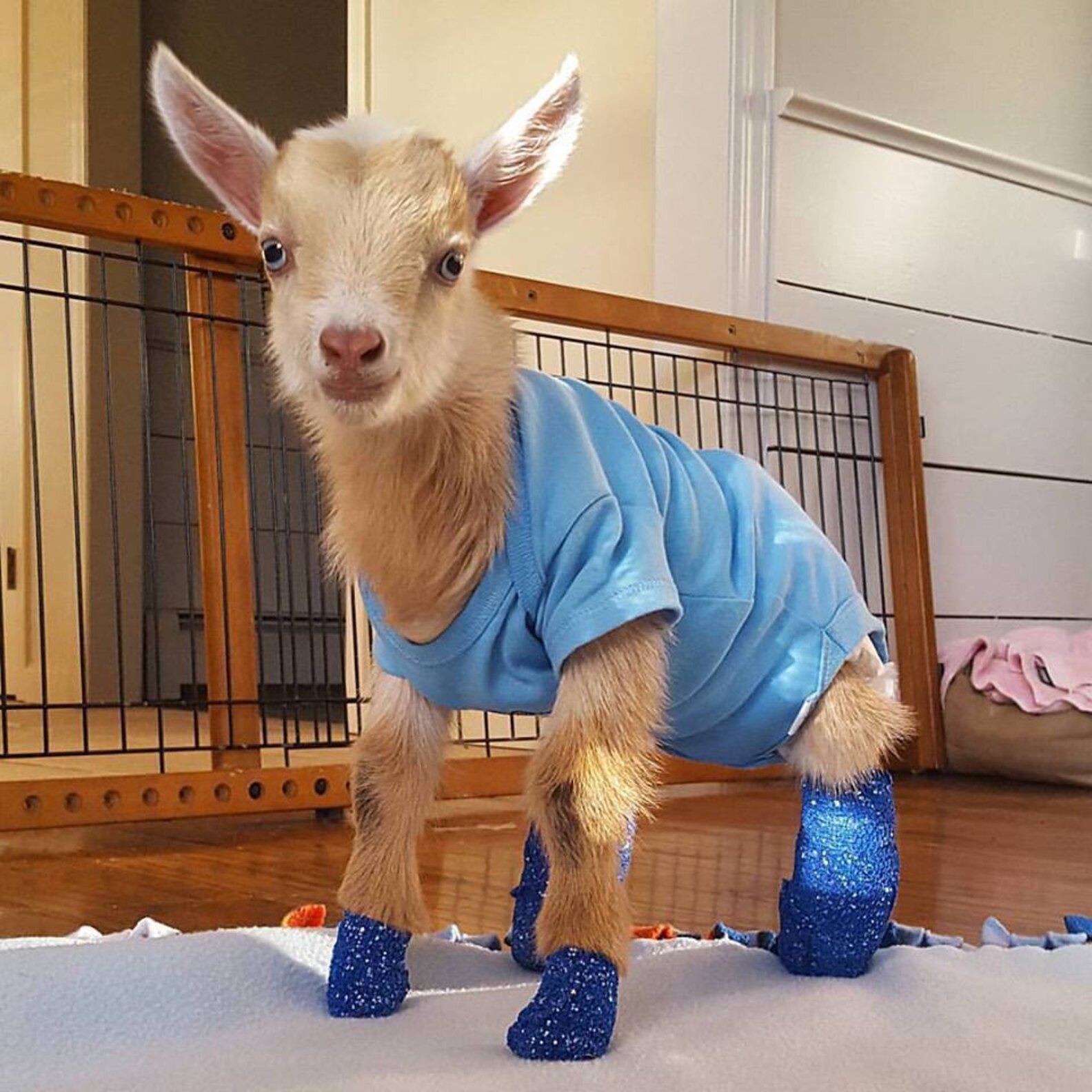 Goat Born Without Back Legs Finds The Perfect Mom To Raise Him The Dodo