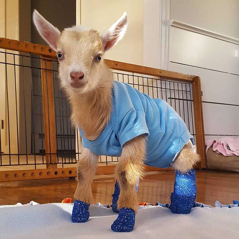 Goat Born Without Back Legs Finds The Perfect Mom To Raise Him - The Dodo