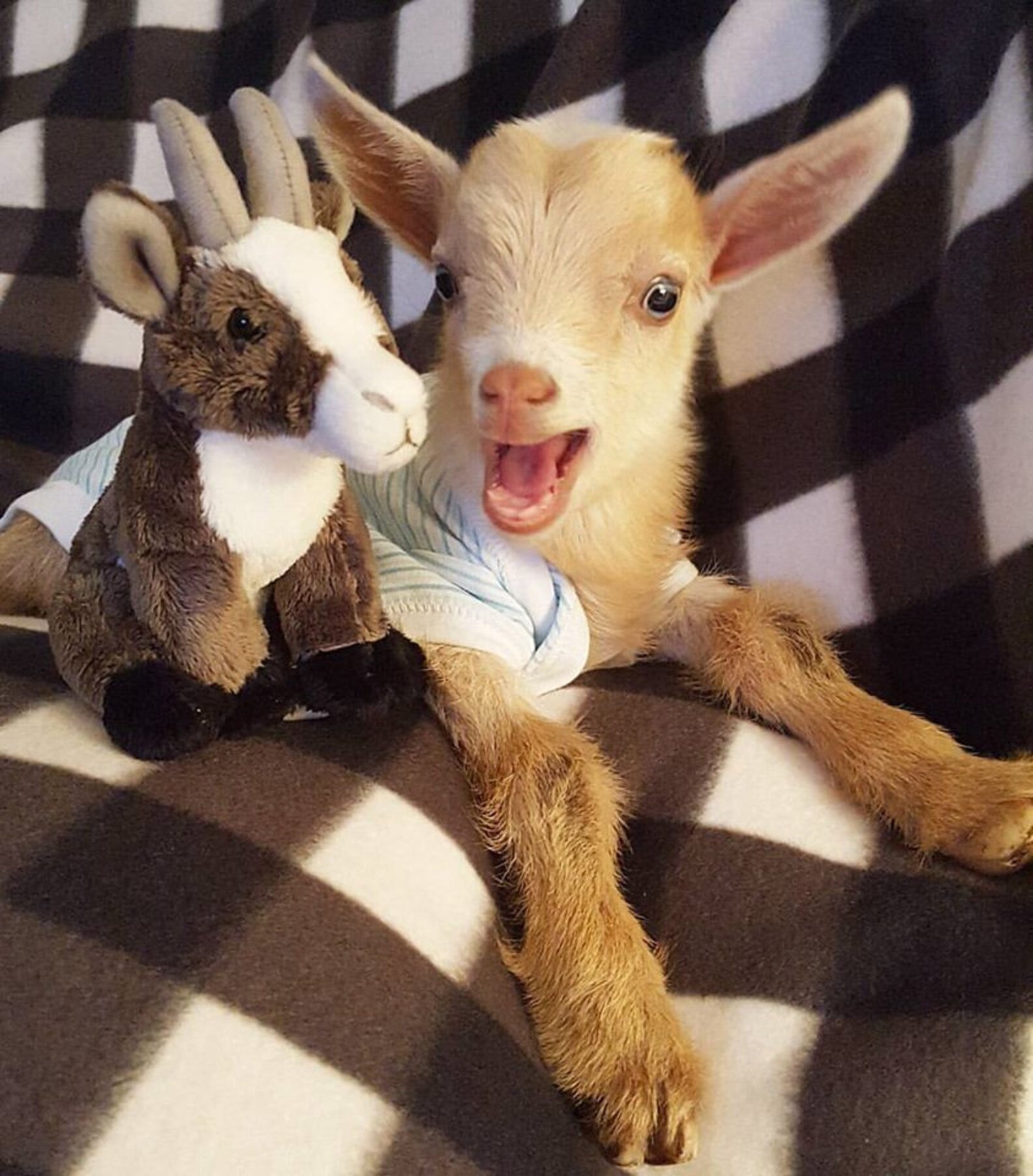 Goat Born Without Back Legs Finds The Perfect Mom To Raise Him The Dodo