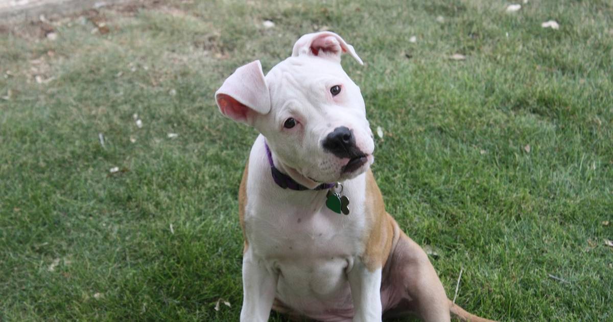 why cut the ears on a pitbull? 2