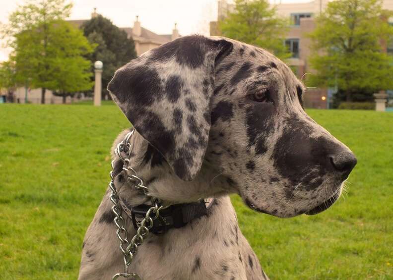 great dane puppy cropped ears