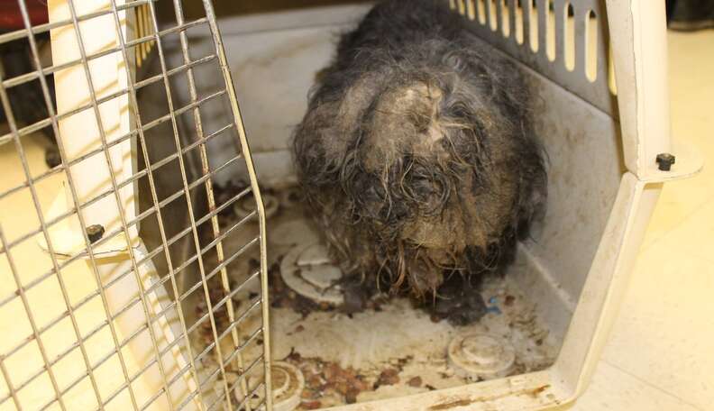 Abandoned, Matted Dog Is Now Totally Unrecognizable - The Dodo