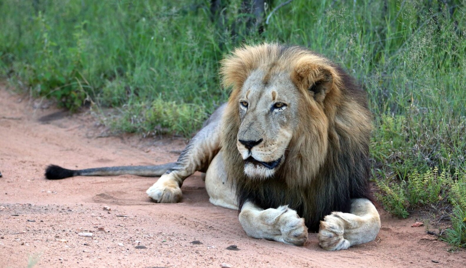 ‘Cecil Bill' May End Trophy Hunting In America The Dodo