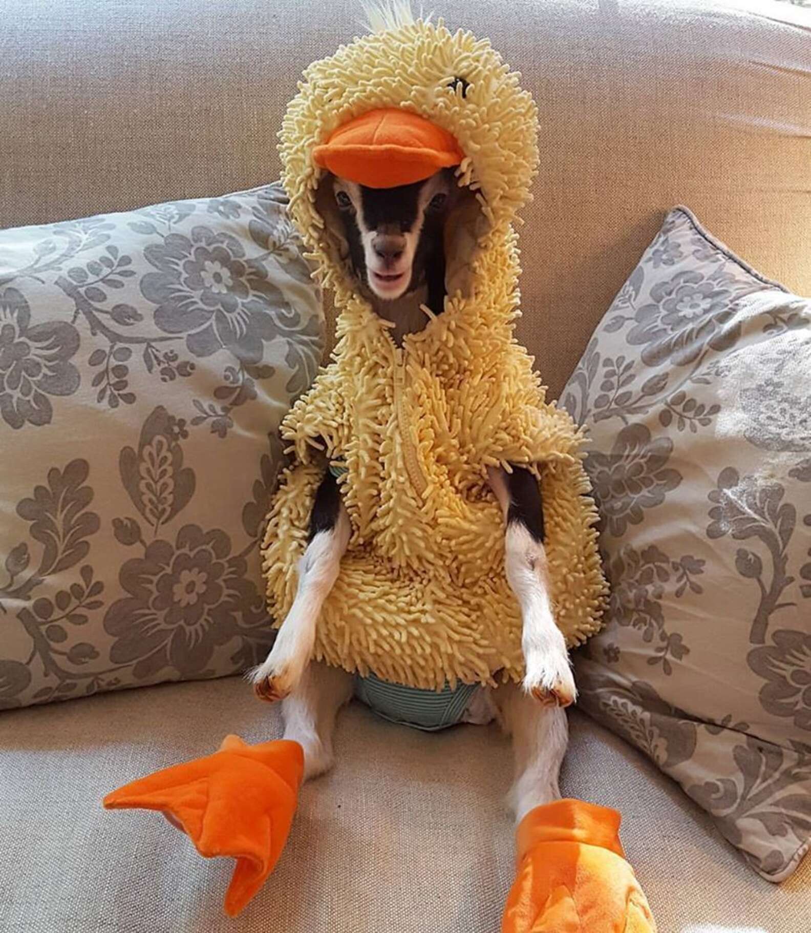 Rescue Goat With Anxiety Only Calms Down In Her Duck Costume The Dodo