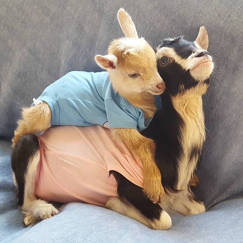 Rescue Goat With Anxiety Only Calms Down In Her Duck Costume The Dodo