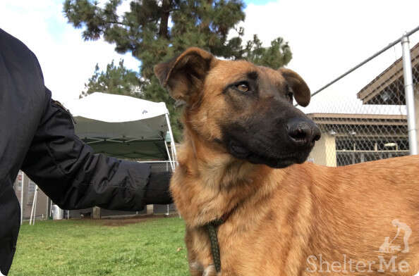 Dog sees family store adopt another dog