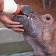 Hippo Saved From Mud Pit Is Growing Up So Strong Now