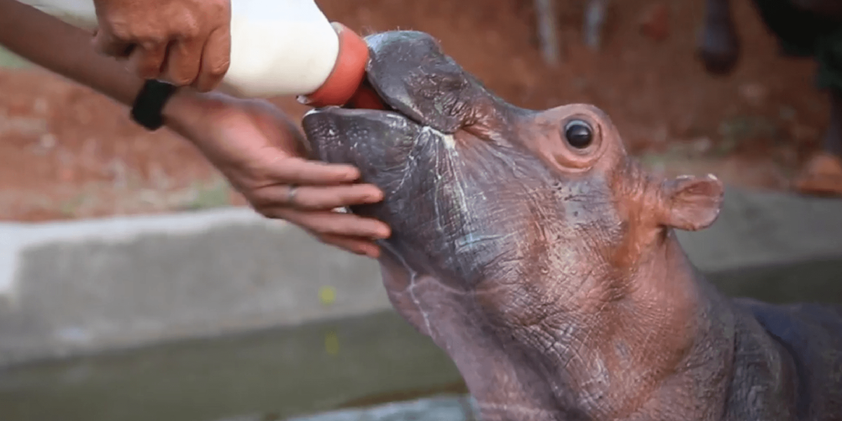 Hippo Saved From Mud Pit Is Growing Up So Strong Now The Dodo