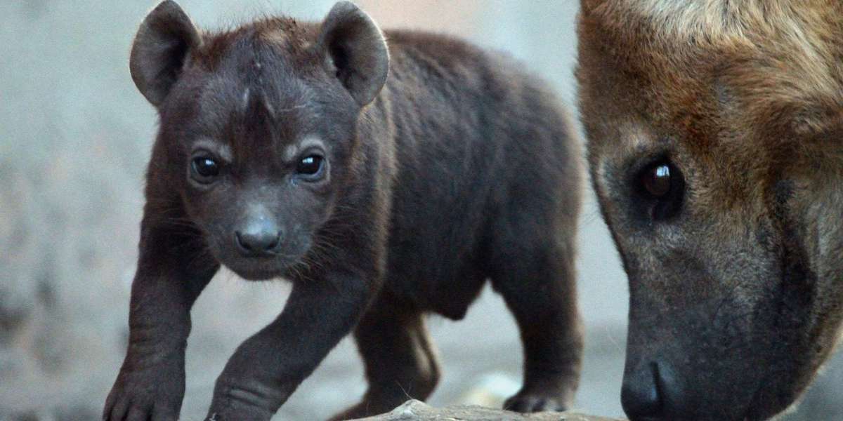 Miracle Hyena Gives Birth To Cubs While Fighting To Stay Alive In