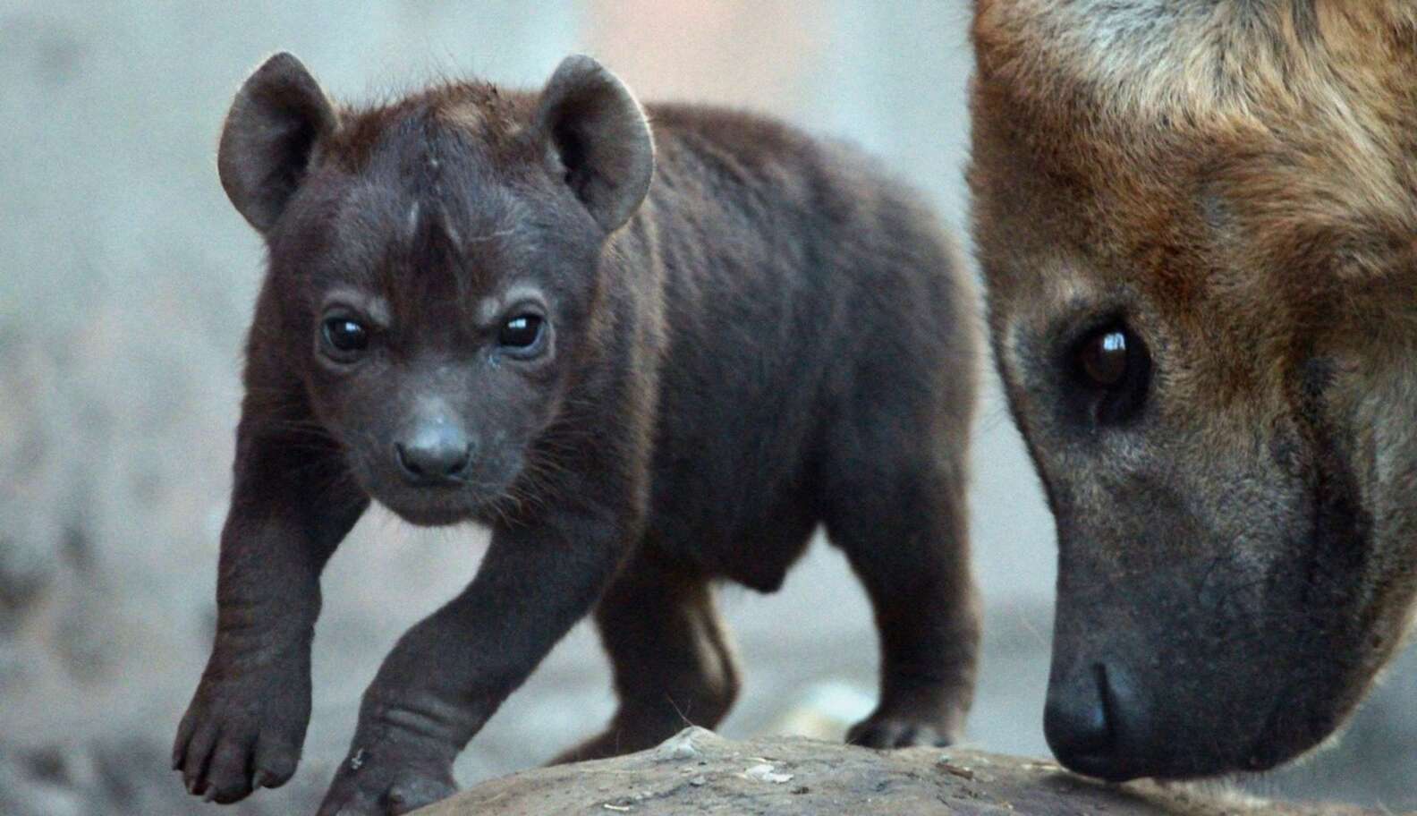 Miracle Hyena Gives Birth To Cubs While Fighting To Stay Alive In ...