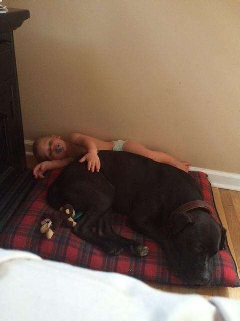 Pit Bull Once Forced To Fight Now Loves His Kid SO Much - The Dodo