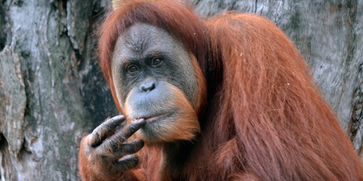 Orangutans Dismantle Camera Before Escaping Zoo Enclosure - The Dodo