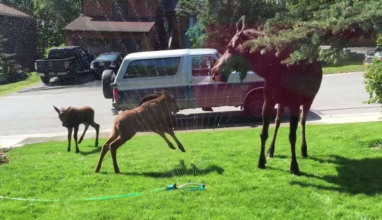 Moose Family Plays In Lawn Sprinklers To Stay Cool - The Dodo