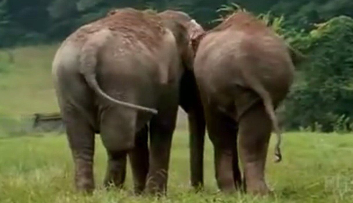 Watch Elephants Reunite After More Than 20 Years Apart - The Dodo