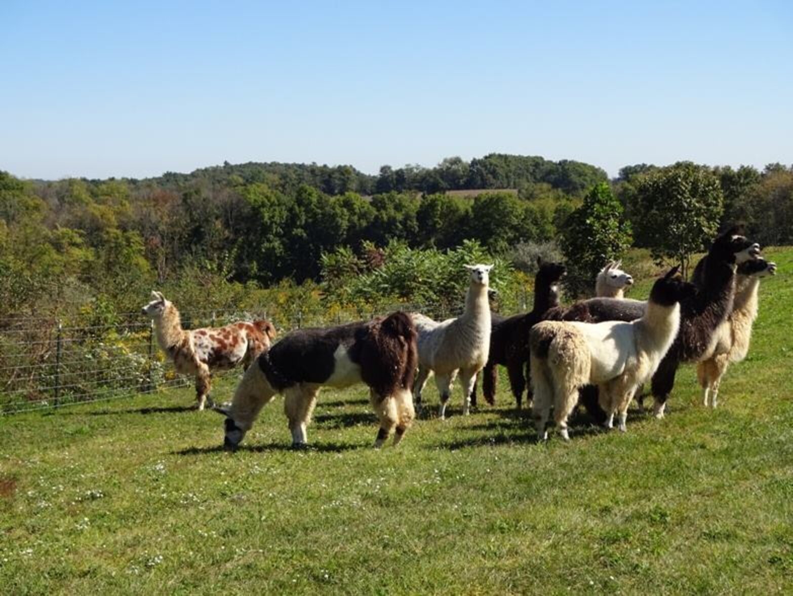 Llama Has Been Nuzzling Her Favorite Barn Cat For Years The Dodo