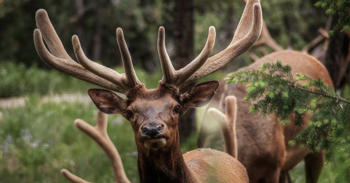 The Best Places To See Unique Wildlife In Europe - The Dodo