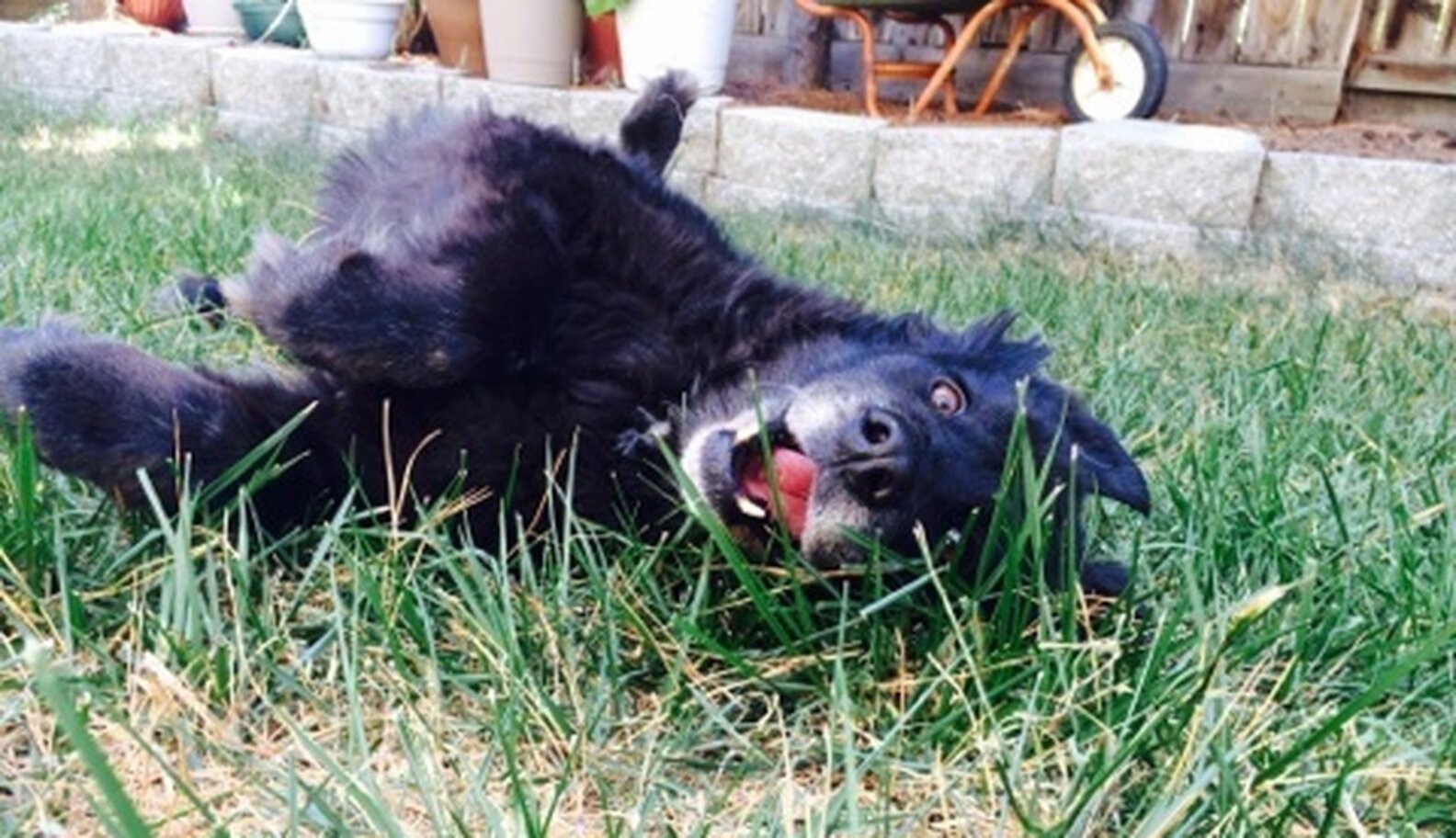 Dog Getting Sent Outside The 6 Stages Of Taking Your Dog Outside - The Dodo