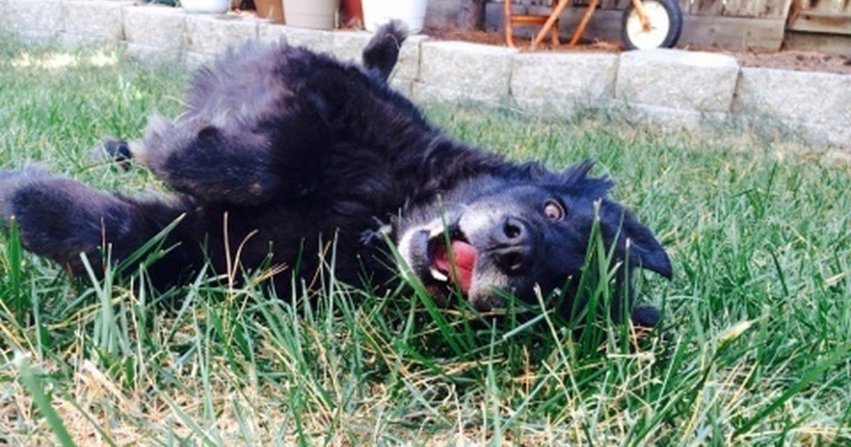 The 6 Stages Of Taking Your Dog Outside The Dodo