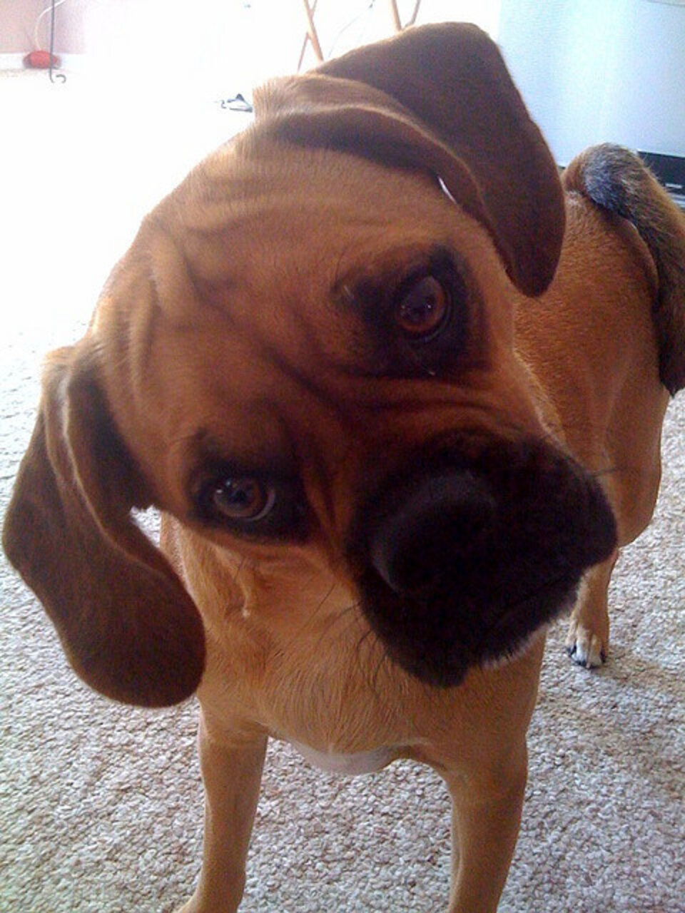 The 6 Stages Of Taking Your Dog Outside The Dodo