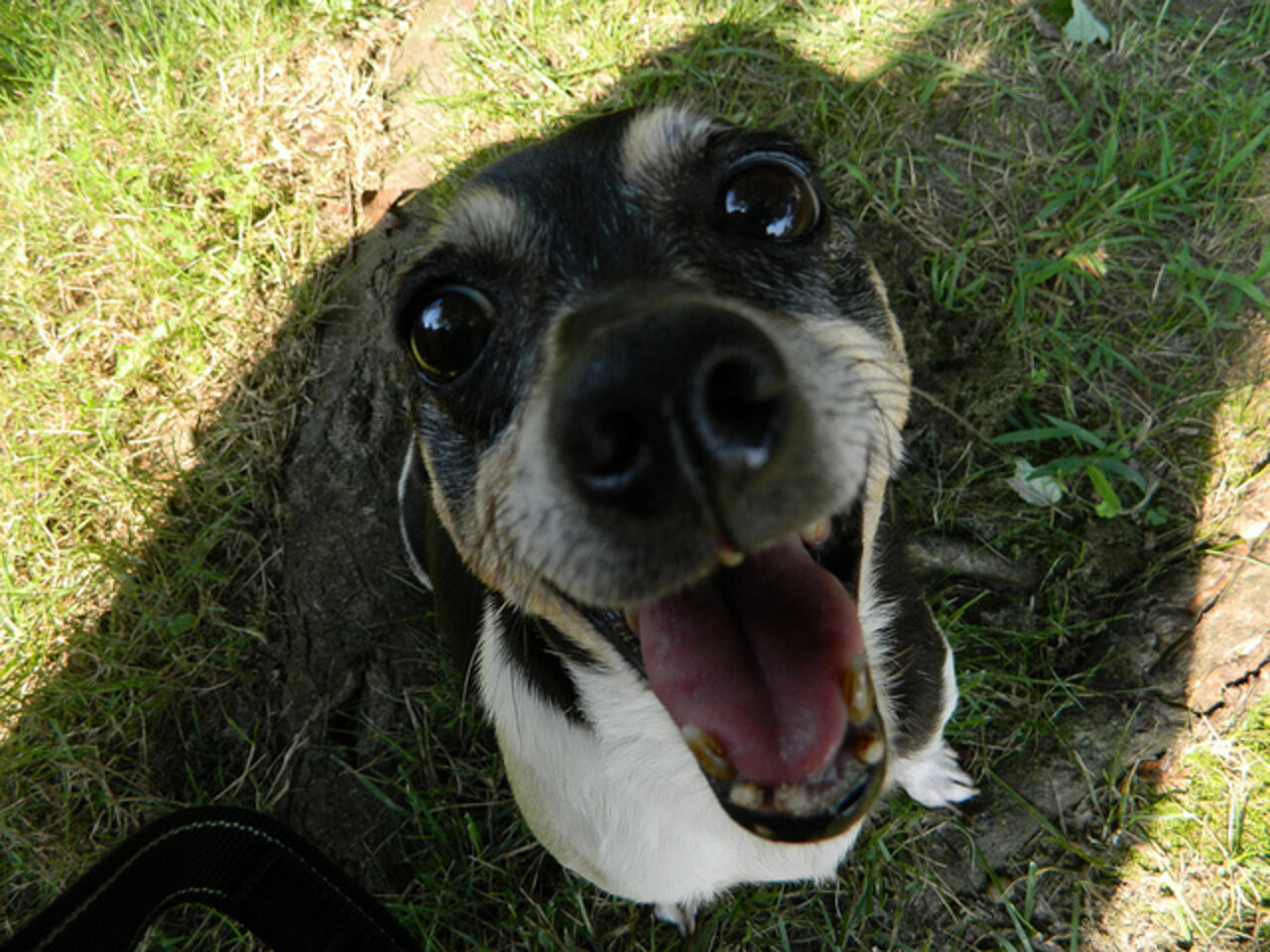Dog Getting Sent Outside The 6 Stages Of Taking Your Dog Outside - The Dodo