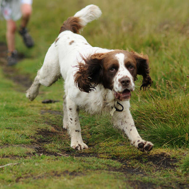 Dog Getting Sent Outside The 6 Stages Of Taking Your Dog Outside - The Dodo