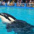 World's Loneliest Orca Is So Sick She Can Barely Even See