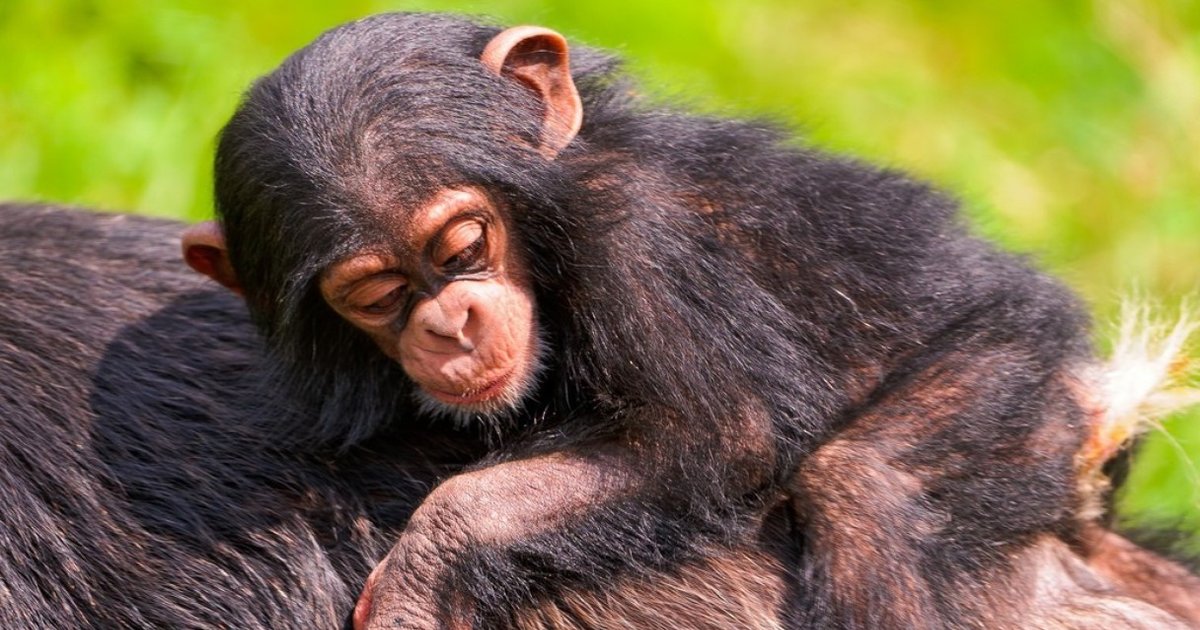 Family Values: Orphaned Chimpanzees Are Often Adopted And Cared For By