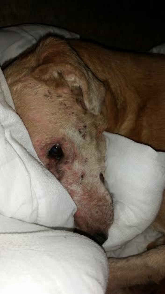 Discarded Dog Was Waiting To Die, Then She Found A Reason To Live The Dodo