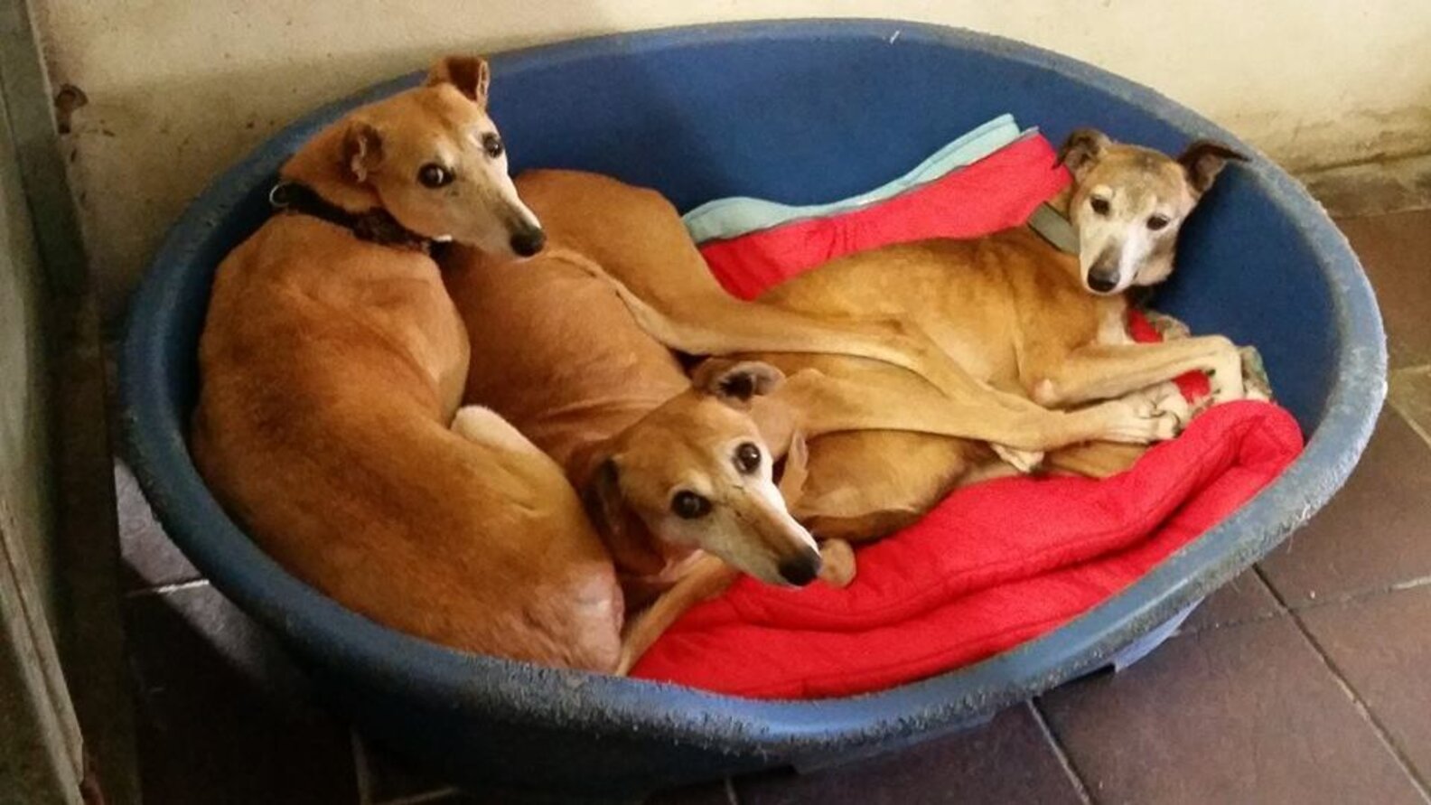 Discarded Dog Was Waiting To Die, Then She Found A Reason To Live The Dodo