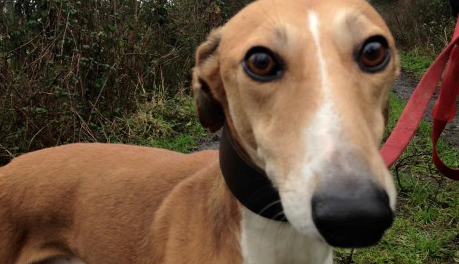 Discarded Dog Was Waiting To Die, Then She Found A Reason To Live The