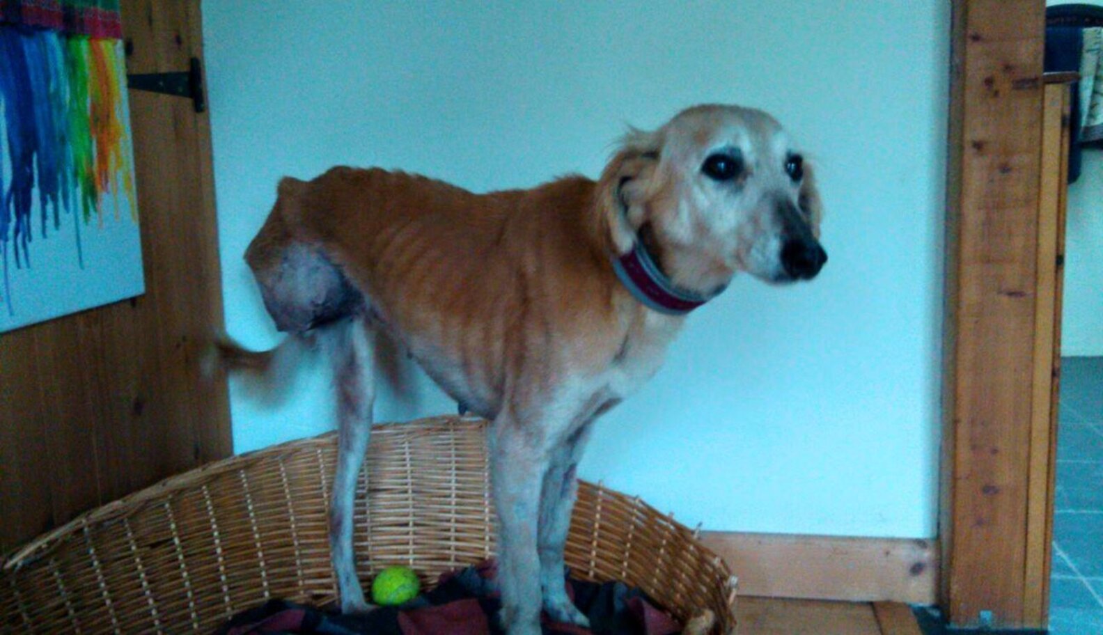 Discarded Dog Was Waiting To Die, Then She Found A Reason To Live - The ...