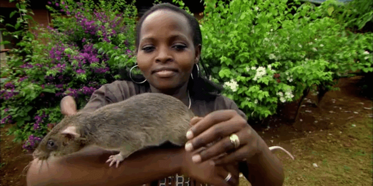 Disease-Sniffing Giant Rats Are The Doctors Of The Future - The Dodo